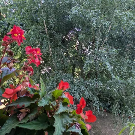 Viale Puccini - Free Gated Parking - 3 Minutes From Center Apartment Lucca